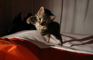 Sabia que os gatos sobrevivem a quedas elevadas mas não intermediárias?