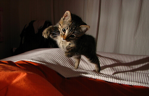 gatinho pulando na cama