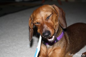 A higiene bucal e dental do seu cão