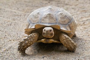 Como saber a idade de uma tartaruga?