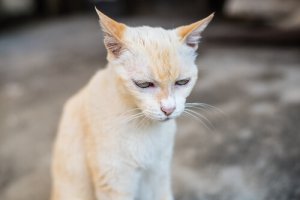 O que você deve saber sobre a insuficiência renal em gatos idosos