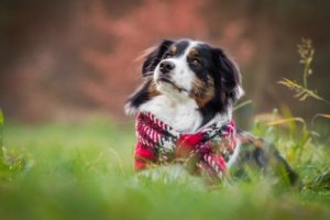 Inverno e cães: cuidados e considerações