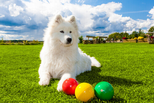 Cachorro no campo com bolas coloridas