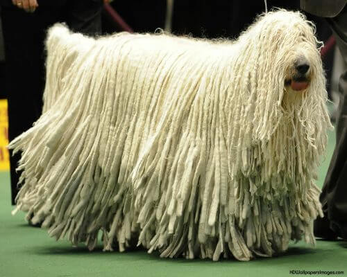 Komondor branco