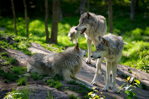 Lobos na natureza