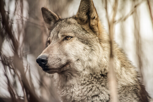 Lobo na natureza