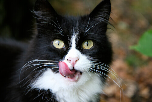 Por que a língua dos gatos é áspera?