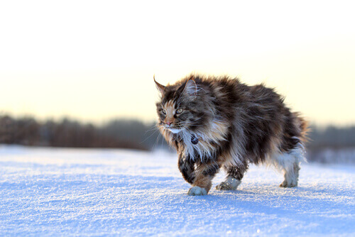 Maine Coon sobre a neve