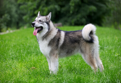 Cachorro da raça malamute do alasca