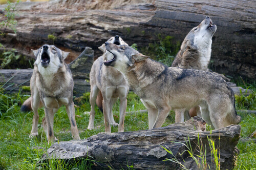 O comportamento de uma manada de lobos