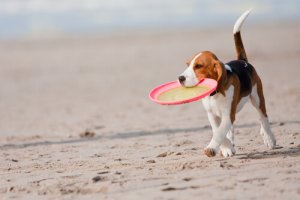 Como brincar com seu animal de estimação no verão