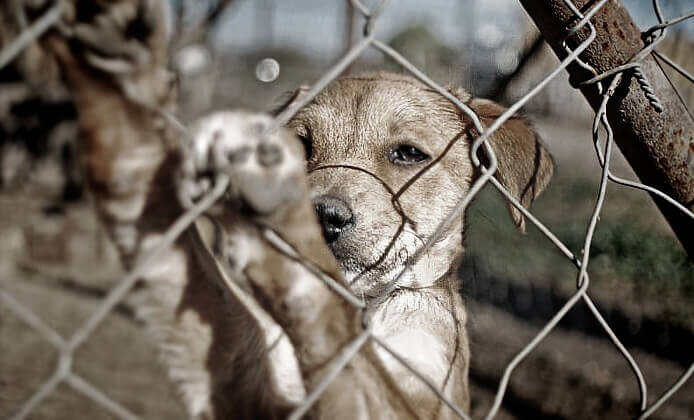 Filhote de cão preso pela cerca