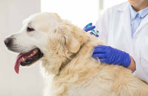 cão no veterinário recebendo injeção