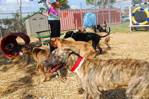 Cães sendo treinados