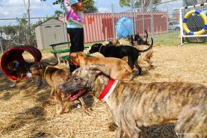 Como escolher o melhor treinamento para seu animal de estimação
