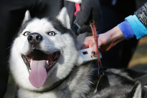 Leitura de um microchip em um Husky Siberiano