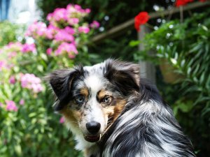 Quais são os cuidados com mordidas de cães?