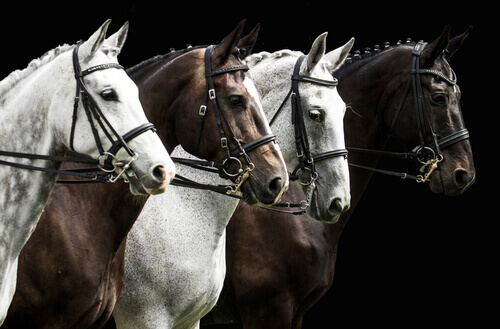 Cavalos Percheron