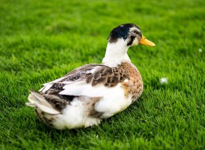 Pato como mascote: companheiro carinhoso