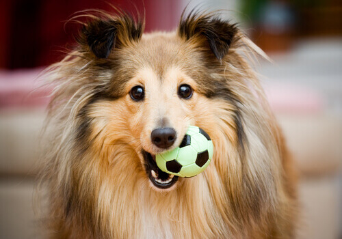 cão com bola na boca
