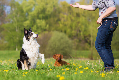 Exercícios de obediência básica para cães