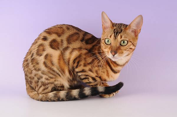Ocicat