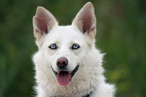 Cachorro branco com os olhos azuis