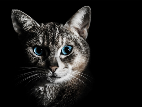 Gato com olhos azuis em destaque