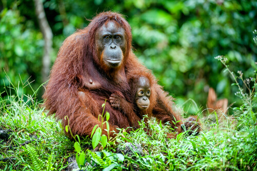 Mãe chimpanzé com seu filhote na selva