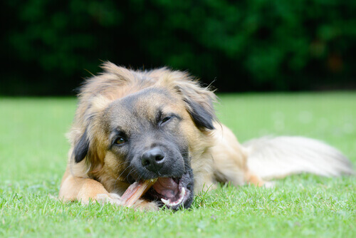 Osso de limpeza dental para cães: como escolher