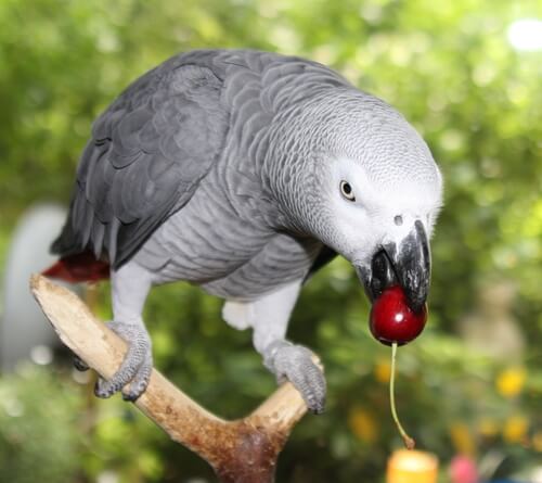 Papagaio-cinzento comendo alimentos caseiros