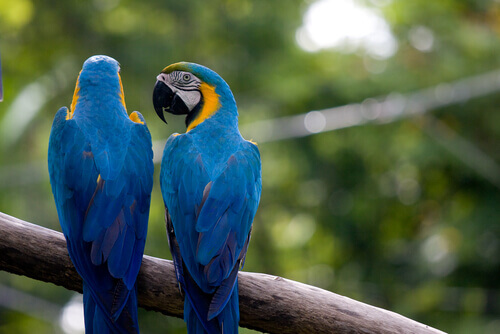 papagaios azuis
