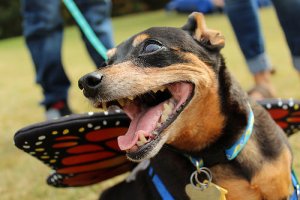 Há parques de diversões para cães?