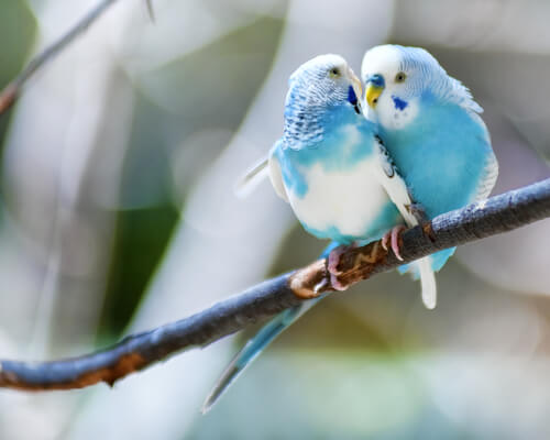 Casal de periquitos azuis e brancos