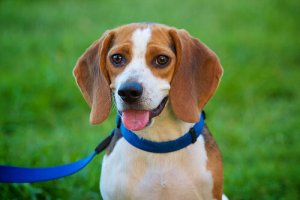 Cinco personalidades diferentes de cachorros