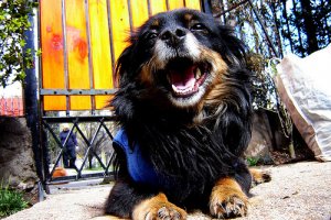 A piometra em cadelas