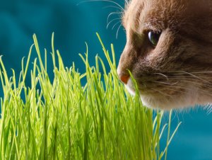 Plantas perigosas para gatos