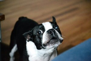 Você sabe por que os cães uivam?