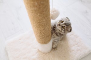 Postes arranhadores para gatos