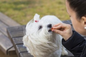 Prêmios para cães: considerações e conselhos