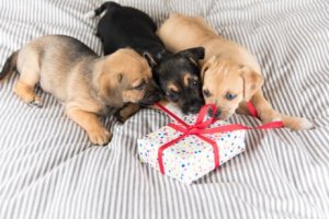 Como escolher um presente para os bichos de estimação?