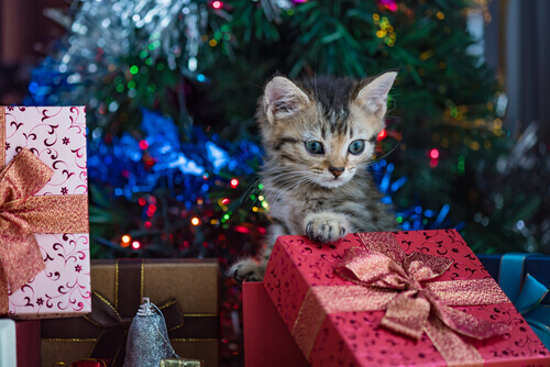 gato com presentes de Natal