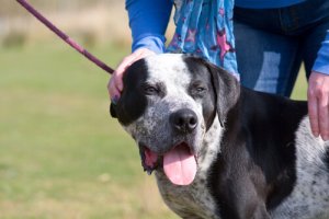 Puxar a correia: as consequências disso para a saúde do seu cão