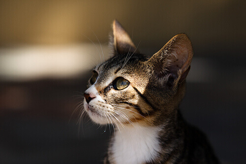 Qual gato escolher?