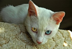 Raças de gatos mais antigas