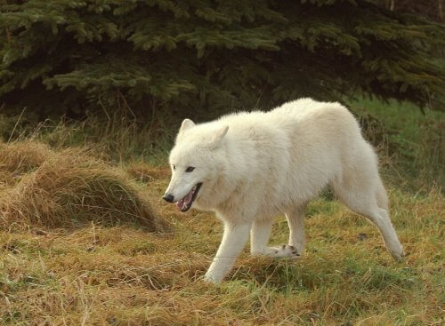 Seis raças de lobos
