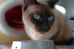Receitas caseiras para gatos