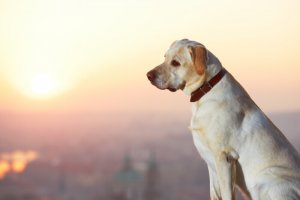Oferecer recompensa por um cão perdido dá resultado?