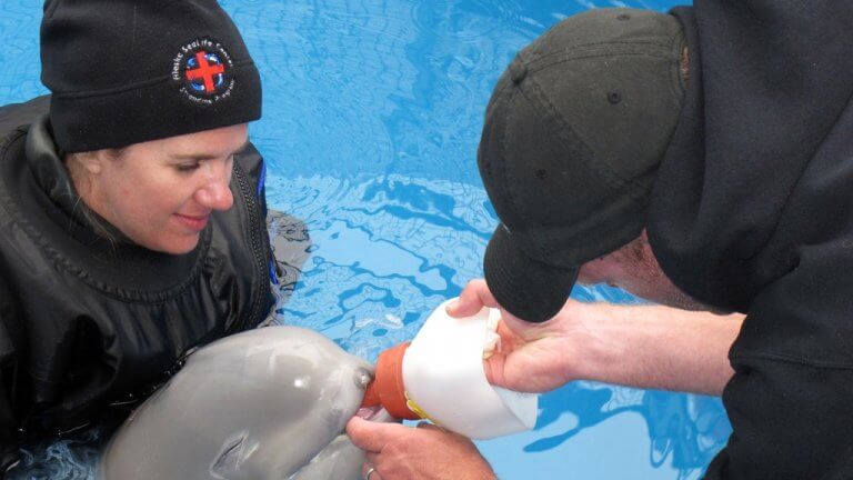 Filhote de beluga resgatado tomando leite na mamadeira