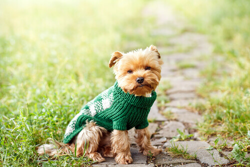 Cachorro usando suéter